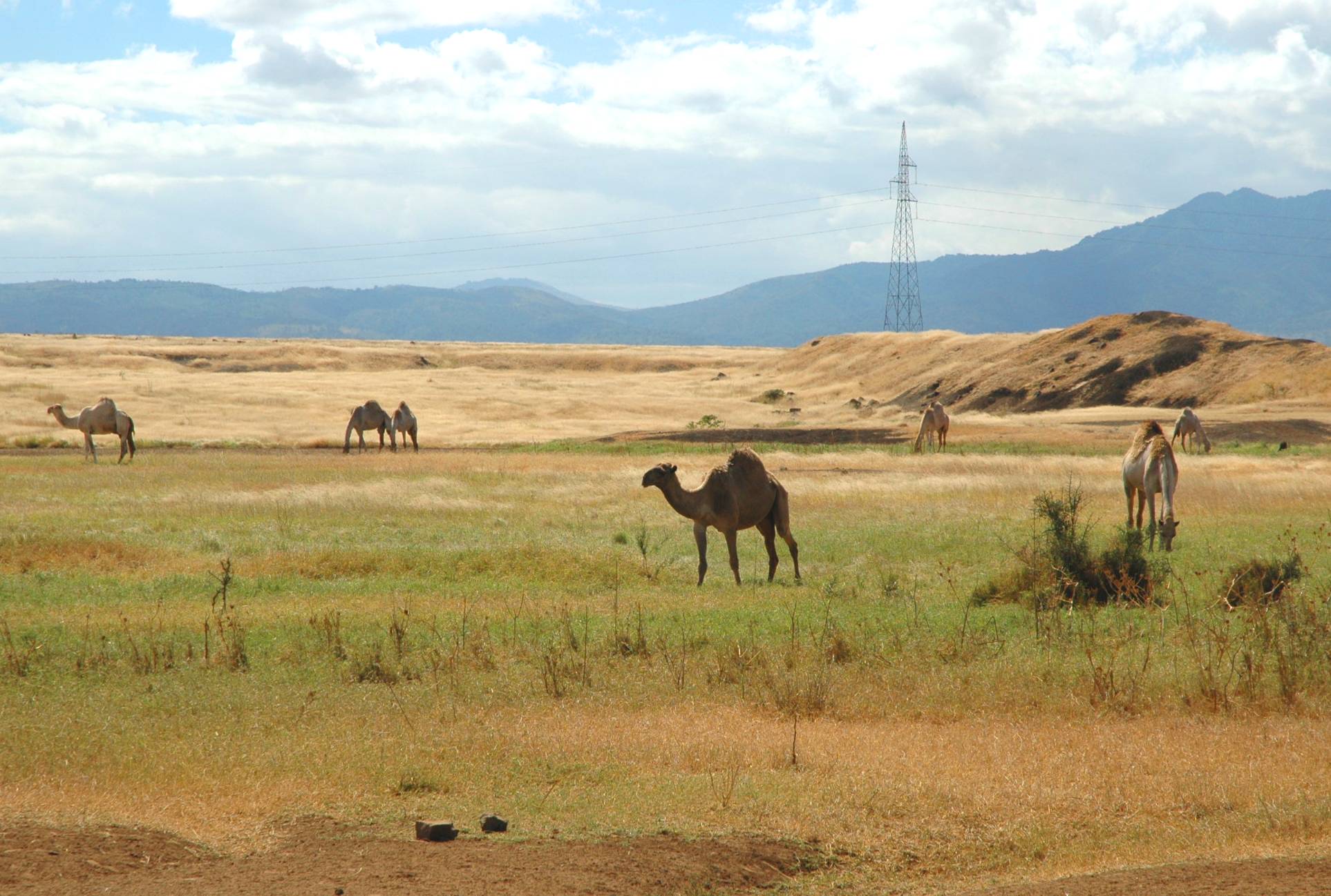 Arusha - Camels - 844.jpg